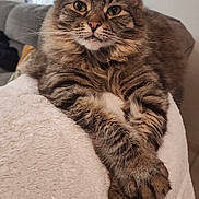 Pocket joined the competition — help win amazing prizes! animal, blanket, cat, couch, cozy, crossed_paws, cute, ears, face, feline, fluffy, fur, home, indoor, paws, pet, relaxed, resting, tabby, whiskers