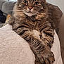 animal, blanket, cat, couch, cozy, crossed_paws, cute, ears, face, feline, fluffy, fur, home, indoor, paws, pet, relaxed, resting, tabby, whiskers