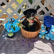 Tiana is registered to the contest to win money with this photo: basket, blue_bear, blue_bunny, blue_rose, butterfly, cute, decorations, dog, flower_necklace, glass_dome, lattice_fence, outdoor, pet, plush_bunny, puppy, purple_petals, shadow, sunlight, towel, wooden_floor