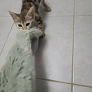 Kitty participe au concours pour gagner de l'argent avec cette photo : animal, bite, cat, curious, cute, domestic_cat, floor, fun, fur, furry_object, indoor, kitten, pet, play, playful, small_paws, tabby, tiled_floor, whiskers, young_cat