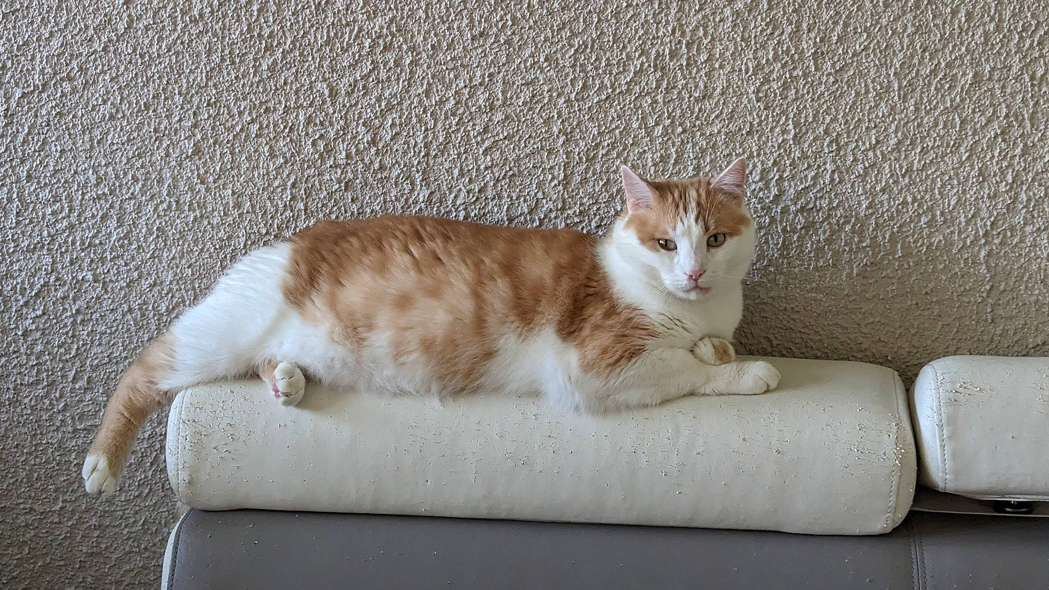 Rufus participe au concours pour gagner de l'argent avec cette photo : carnivore, cat, comfort, domestic_short_haired_cat, eye, fawn, felidae, fur, paw, sitting, small_to_medium_sized_cats, snout, tail, whiskers, wood