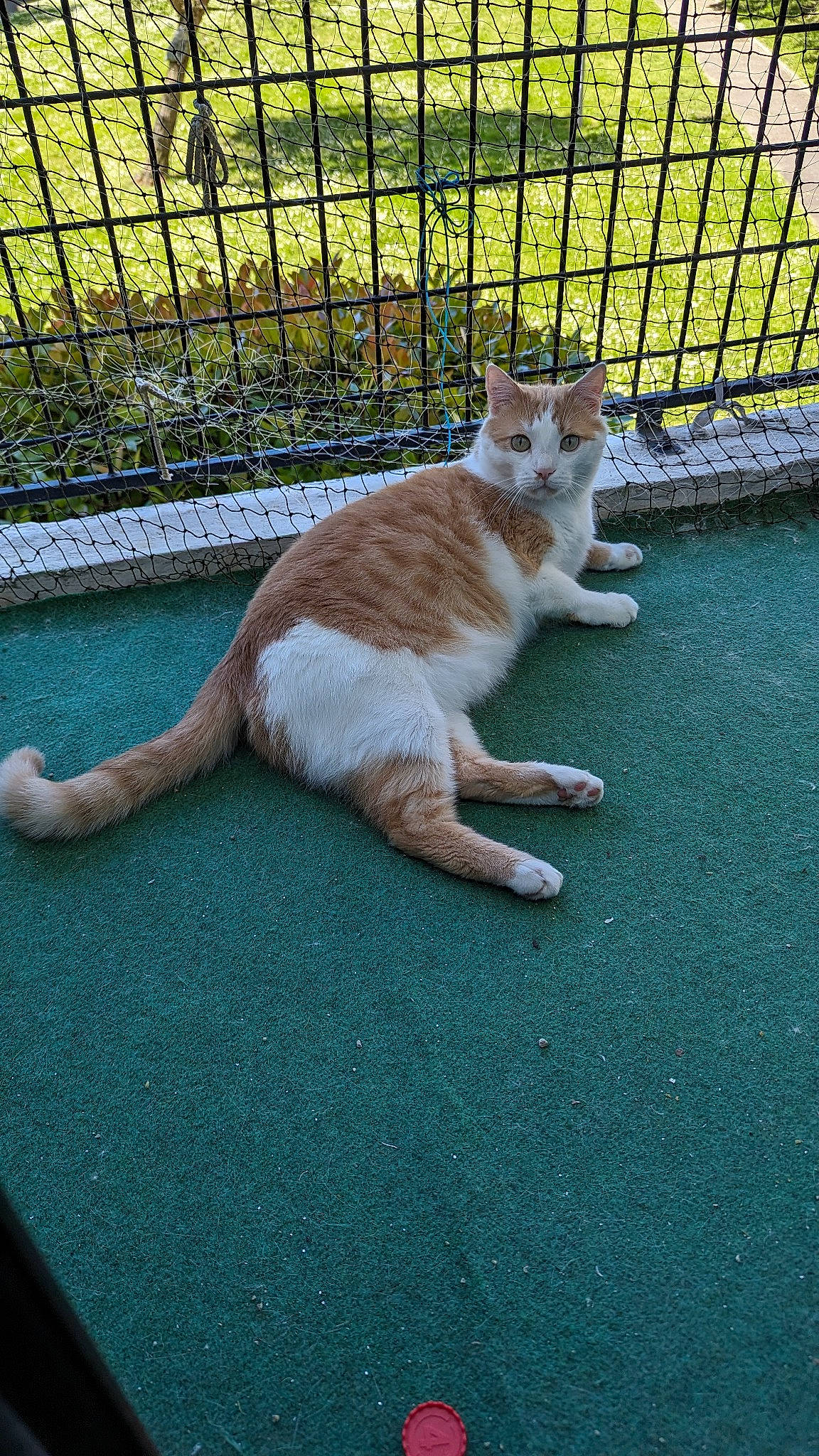 Rufus a rejoint le concours — aidez-le/la à gagner de superbes lots ! carnivore, cat, domestic_short_haired_cat, eye, fawn, felidae, fence, foot, fur, grass, leg, mesh, paw, road_surface, small_to_medium_sized_cats, snout, tail, terrestrial_animal, whiskers, wire_fencing