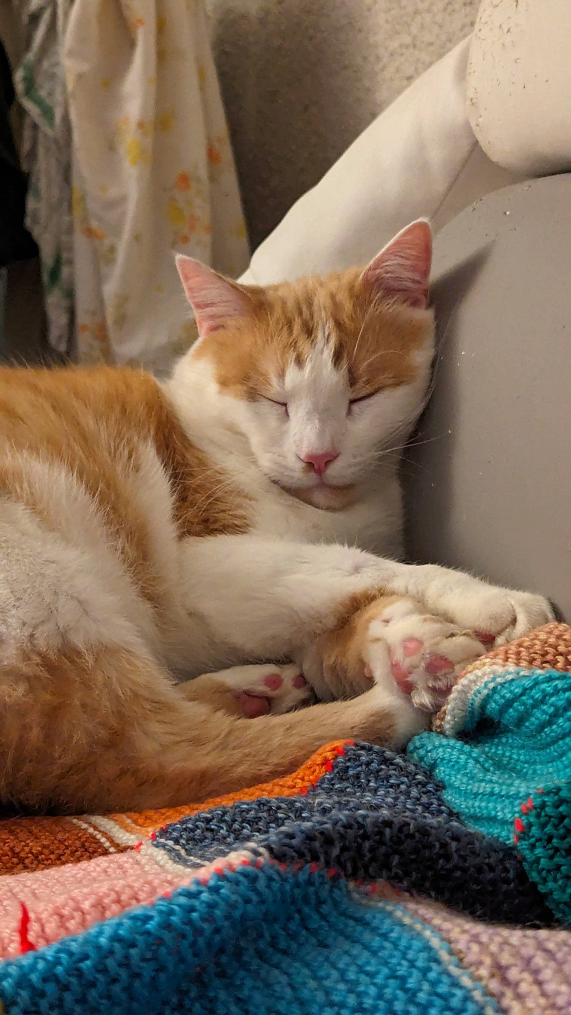 Rufus participe au concours pour gagner de l'argent avec cette photo : carnivore, cat, cat_supply, claw, comfort, domestic_short_haired_cat, fawn, felidae, foot, fur, linens, paw, sitting, small_to_medium_sized_cats, tail, thread, whiskers, wood, woolen, woven_fabric