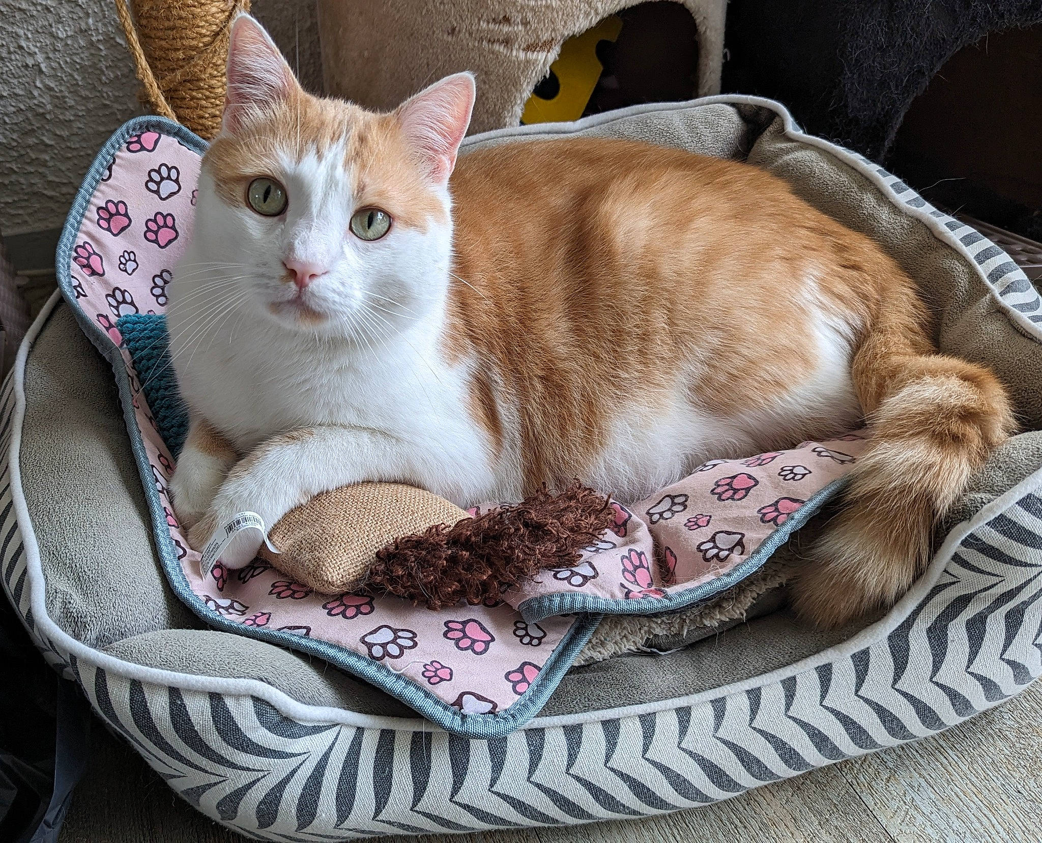 Rufus a rejoint le concours — aidez-le/la à gagner de superbes lots ! basket, box, carnivore, cat, cat_bed, cat_supply, collar, comfort, couch, domestic_short_haired_cat, fawn, felidae, fur, home_accessories, linens, paw, pet_supply, small_to_medium_sized_cats, tail, whiskers