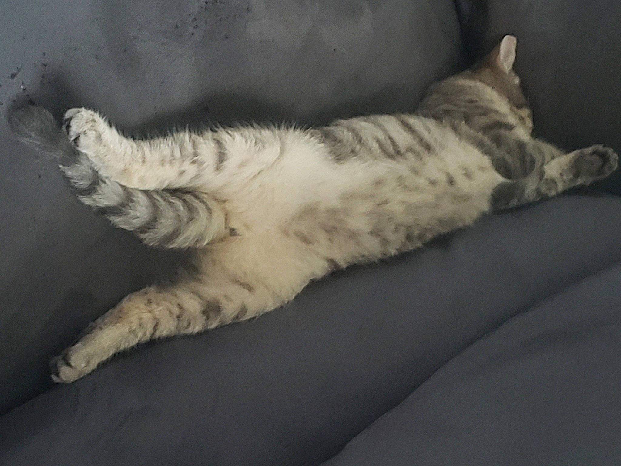 Mahé participe au concours pour gagner de l'argent avec cette photo : carnivore, cat, claw, comfort, domestic_short_haired_cat, eye, felidae, fur, grey, linens, nap, paw, sleep, small_to_medium_sized_cats, snout, sporting_group, tail, terrestrial_animal, whiskers, wood