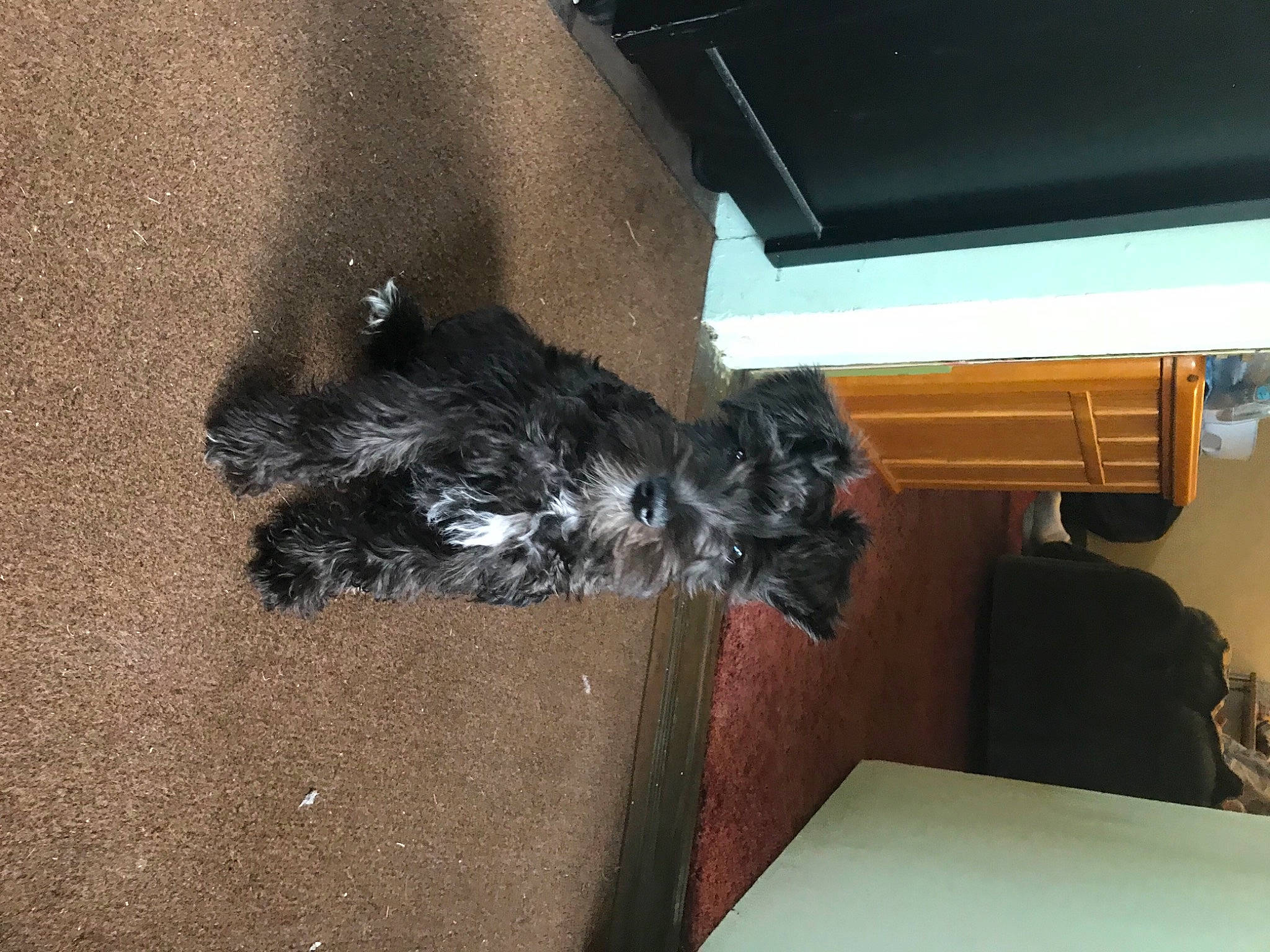 Elijah is registered to the contest to win money with this photo: canidae, carnivore, dog, dog_breed, felidae, flooring, fur, hardwood, paw, shadow, small_to_medium_sized_cats, soil, sporting_group, tail, wood