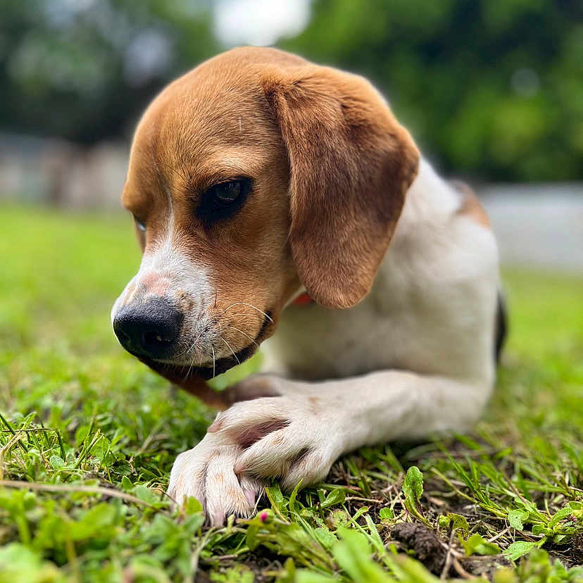 Joy a rejoint le concours — aidez-le/la à gagner de superbes lots ! animal, beagle, canine, dog, grass, hound, labradorretriever, lawn, pet, plant, pointer, puppy, snout, whitedog
