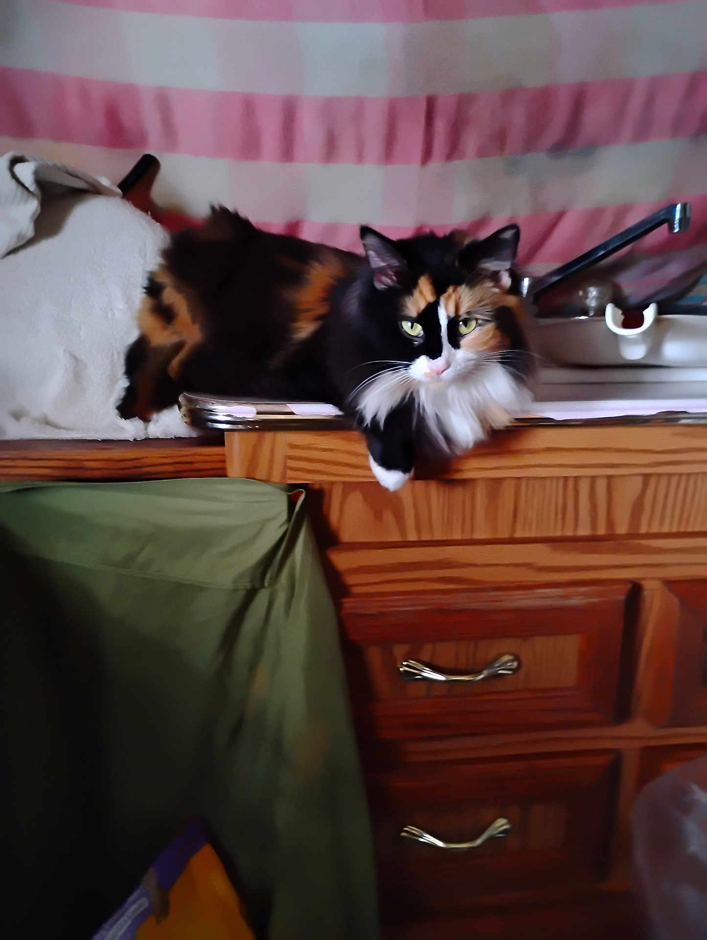Callie joined the competition — help win amazing prizes! cat, calico, kitchen, counter, sink, furniture, indoor, domestic, pet, fur, animal, relaxed, green_cloth, pink_cloth, wooden_cabinet, drawer_handle, gaze, whiskers, long_hair, household