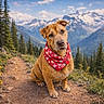 adventure, animal, bandana, brown_dog, dog, heart_pattern, hiking, landscape, mountain, mountains, nature, outdoors, pet, pine_trees, portrait, scenic, sitting, snowy_peaks, trail, wildflowers