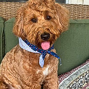 Earl joined the competition — help win amazing prizes! dog, curly_fur, bandana, tongue_out, green_couch, cushion, wicker_furniture, indoor, pet, cute, happy, portrait, canine, fluffy, brown_fur, seated, domestic_animal, companion, friendly, household