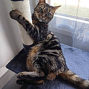 Roxy a rejoint le concours — aidez-le/la à gagner de superbes lots ! cat, tabby, scratching_post, cat_tree, indoor, window, curtains, feline, pet, resting, animal, fur, whiskers, claws, paw, relaxed, looking, home, natural_light, curious