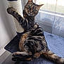 cat, tabby, scratching_post, cat_tree, indoor, window, curtains, feline, pet, resting, animal, fur, whiskers, claws, paw, relaxed, looking, home, natural_light, curious