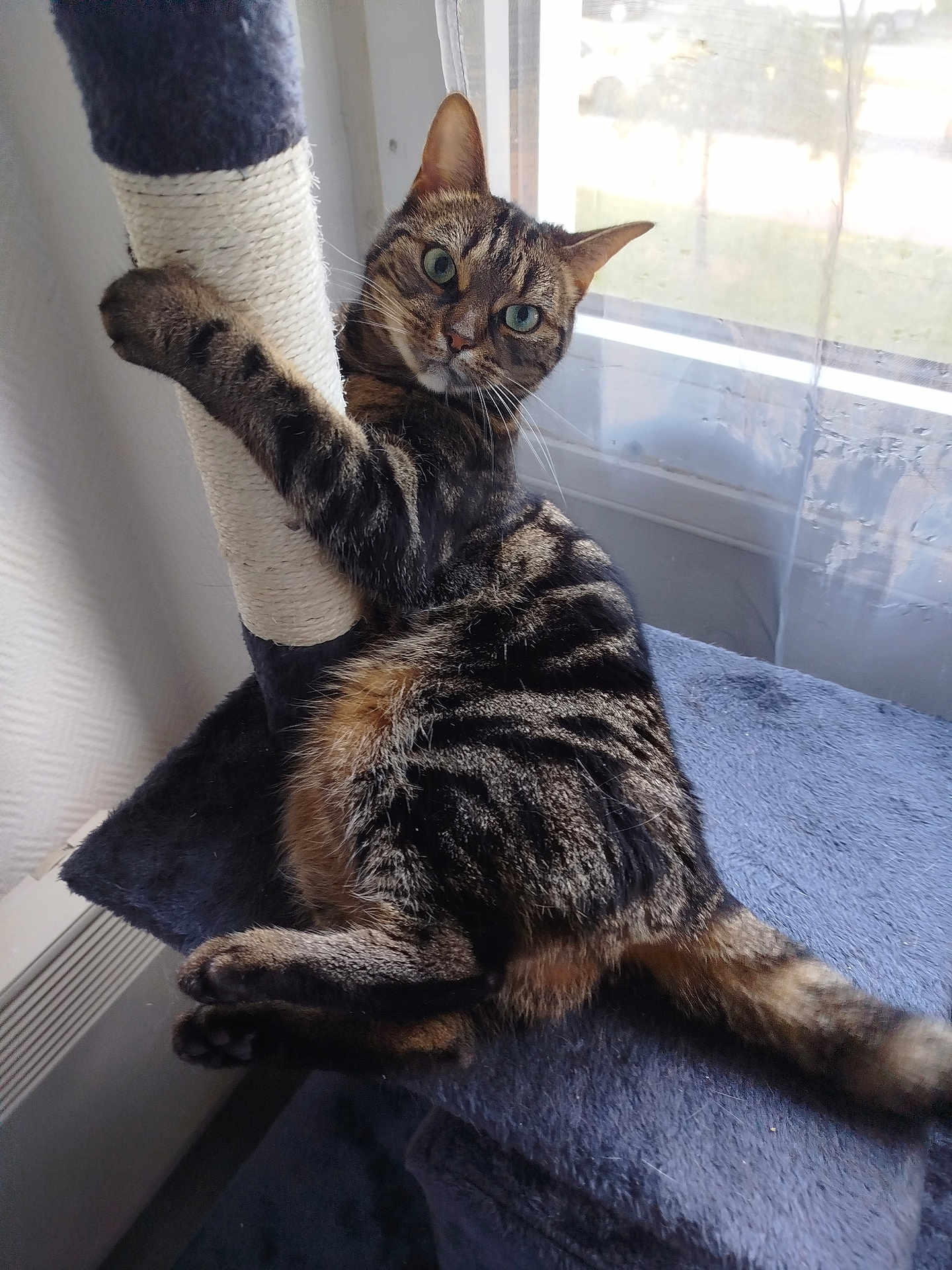 Roxy a rejoint le concours — aidez-le/la à gagner de superbes lots ! cat, tabby, scratching_post, cat_tree, indoor, window, curtains, feline, pet, resting, animal, fur, whiskers, claws, paw, relaxed, looking, home, natural_light, curious