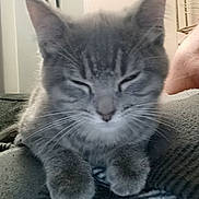 Milo joined the competition — help win amazing prizes! cat, gray_cat, sleeping, resting, indoor, blanket, furniture, cozy, pet, whiskers, fur, paw, lamp, home, relaxed, closeup, animal, cute, domestic_cat, soft