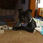 Accro a rejoint le concours — aidez-le/la à gagner de superbes lots ! dog, black_dog, couch, blanket, living_room, pillow, furniture, wooden_wall, door, lamp, home_interior, pet, canine, relaxed, indoor, blanket_stripes, table, coat, curious, animal