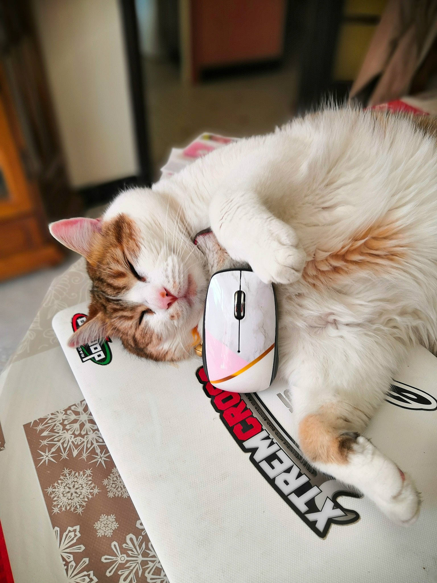 Bouly a rejoint le concours — aidez-le/la à gagner de superbes lots ! asian, carnivore, cat, ear, felidae, fur, kitten, norwegian_forest_cat, paw, persian, ragamuffin, ragdoll, small_to_medium_sized_cats, tail, turkish_angora, turkish_van, whiskers