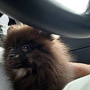 Rox a rejoint le concours — aidez-le/la à gagner de superbes lots ! animal, brown, car_interior, close_up, companion, cute, dog, domestic_animal, fluffy, fur, indoors, lap, person, pet, pomeranian, portrait, puppy, seatbelt, small_dog, steering_wheel
