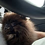 animal, brown, car_interior, close_up, companion, cute, dog, domestic_animal, fluffy, fur, indoors, lap, person, pet, pomeranian, portrait, puppy, seatbelt, small_dog, steering_wheel