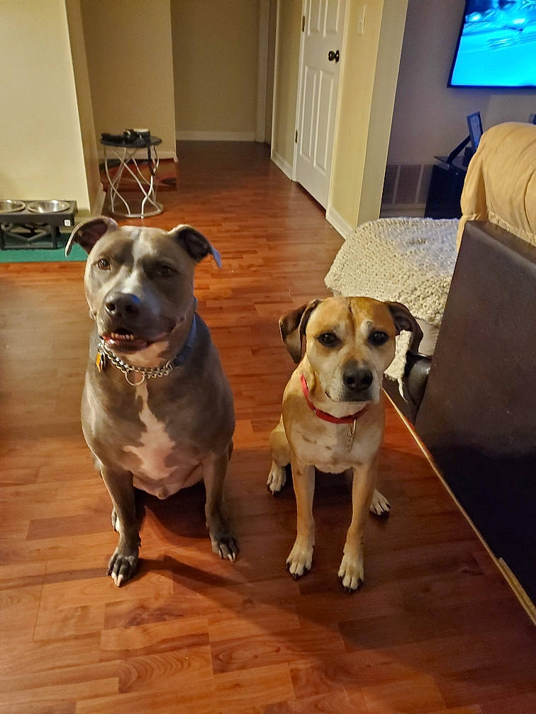 Dax is registered to the contest to win money with this photo: carnivore, chair, collar, companion_dog, couch, dog, dog_breed, dog_supply, fawn, floor, flooring, furniture, hardwood, laminate_flooring, pet_supply, picture_frame, table, television, wood, working_animal