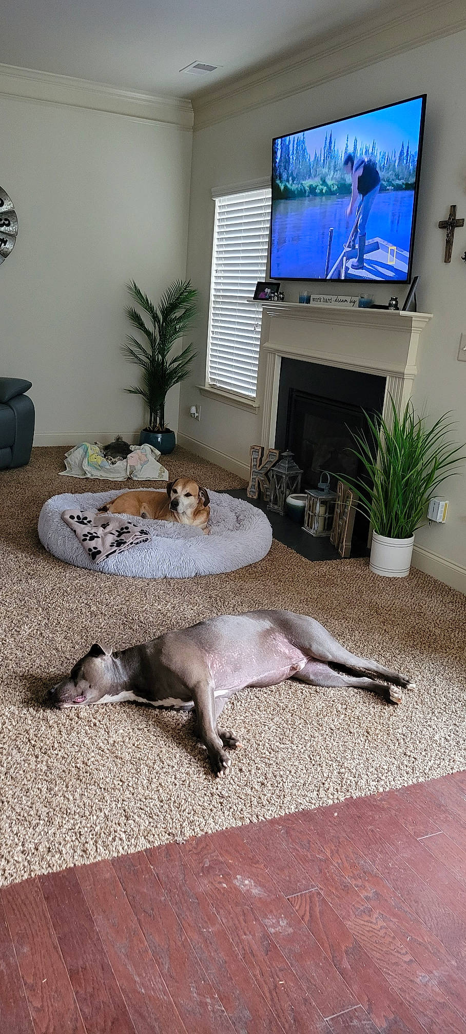 Dax is registered to the contest to win money with this photo: carnivore, comfort, couch, entertainment_center, fawn, felidae, floor, flooring, flowerpot, houseplant, interior_design, living_room, picture_frame, plant, property, television, television_set, toy, wall, wood