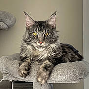 Jinx joined the competition — help win amazing prizes! cat, maine_coon, feline, pet, yellow_eyes, whiskers, cat_tree, fur, tabby, striped, ears, paws, portrait, indoor, beige_wall, relaxed, close_up, regal, fluffy, staring