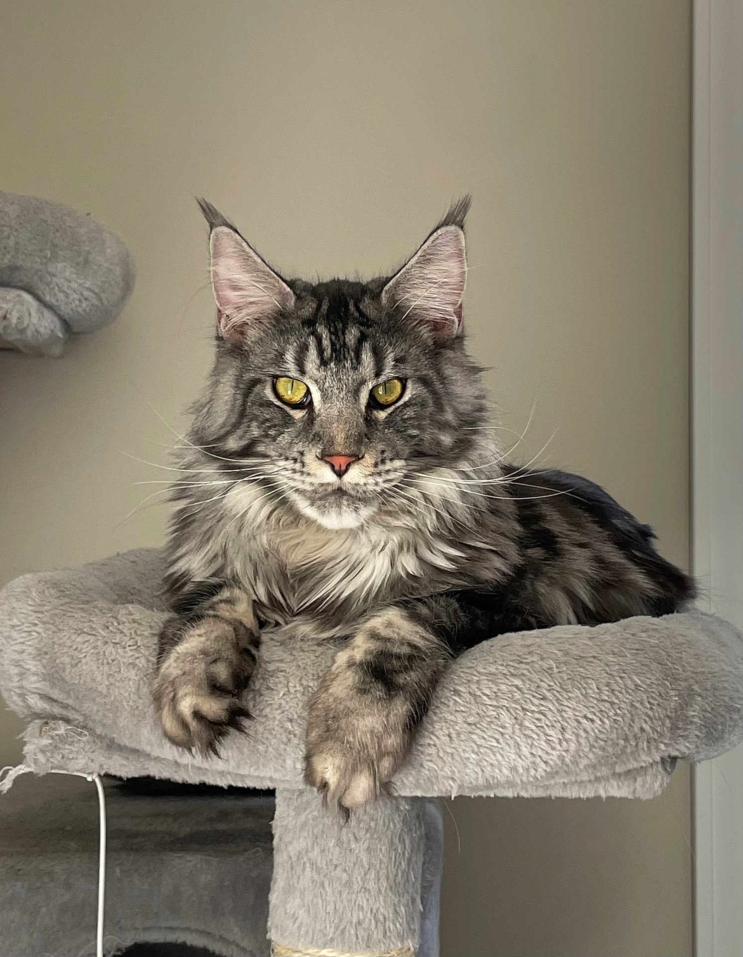 Jinx joined the competition — help win amazing prizes! cat, maine_coon, feline, pet, yellow_eyes, whiskers, cat_tree, fur, tabby, striped, ears, paws, portrait, indoor, beige_wall, relaxed, close_up, regal, fluffy, staring