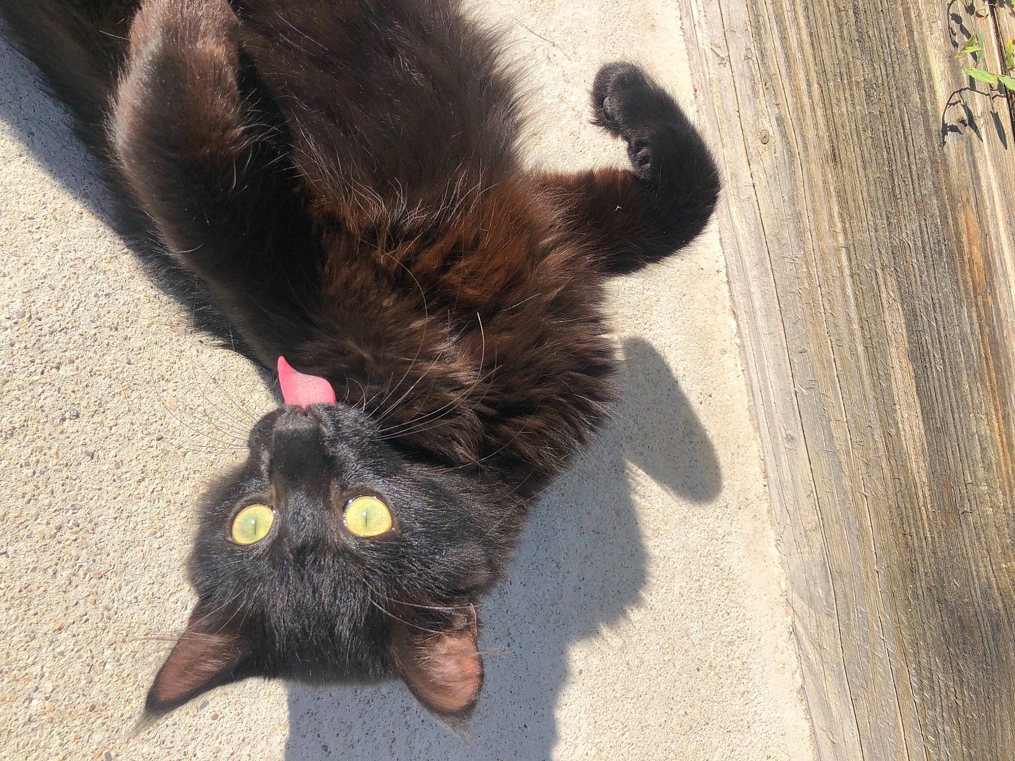 Nayou participe au concours pour gagner de l'argent avec cette photo : asphalt, black_cat, carnivore, cat, claw, dog_breed, domestic_short_haired_cat, felidae, foot, fur, paw, road_surface, sand, small_to_medium_sized_cats, snout, sporting_group, tail, terrestrial_animal, toe, whiskers