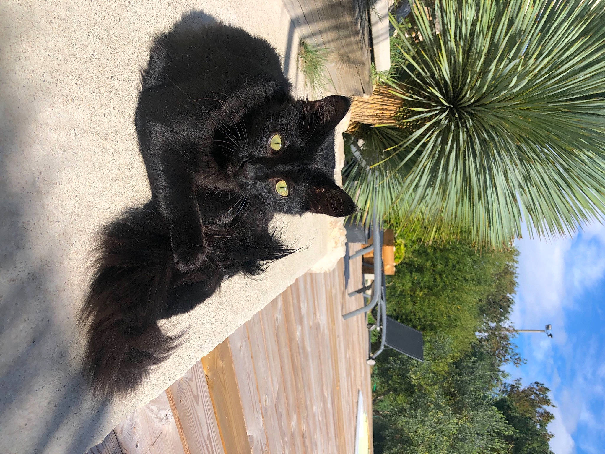 Nayou a rejoint le concours — aidez-le/la à gagner de superbes lots ! arecales, black_cat, carnivore, cat, cloud, domestic_short_haired_cat, felidae, flowerpot, palm_tree, plant, sky, small_to_medium_sized_cats, snout, tail, terrestrial_plant, tree, vertebrate, whiskers, window, woody_plant