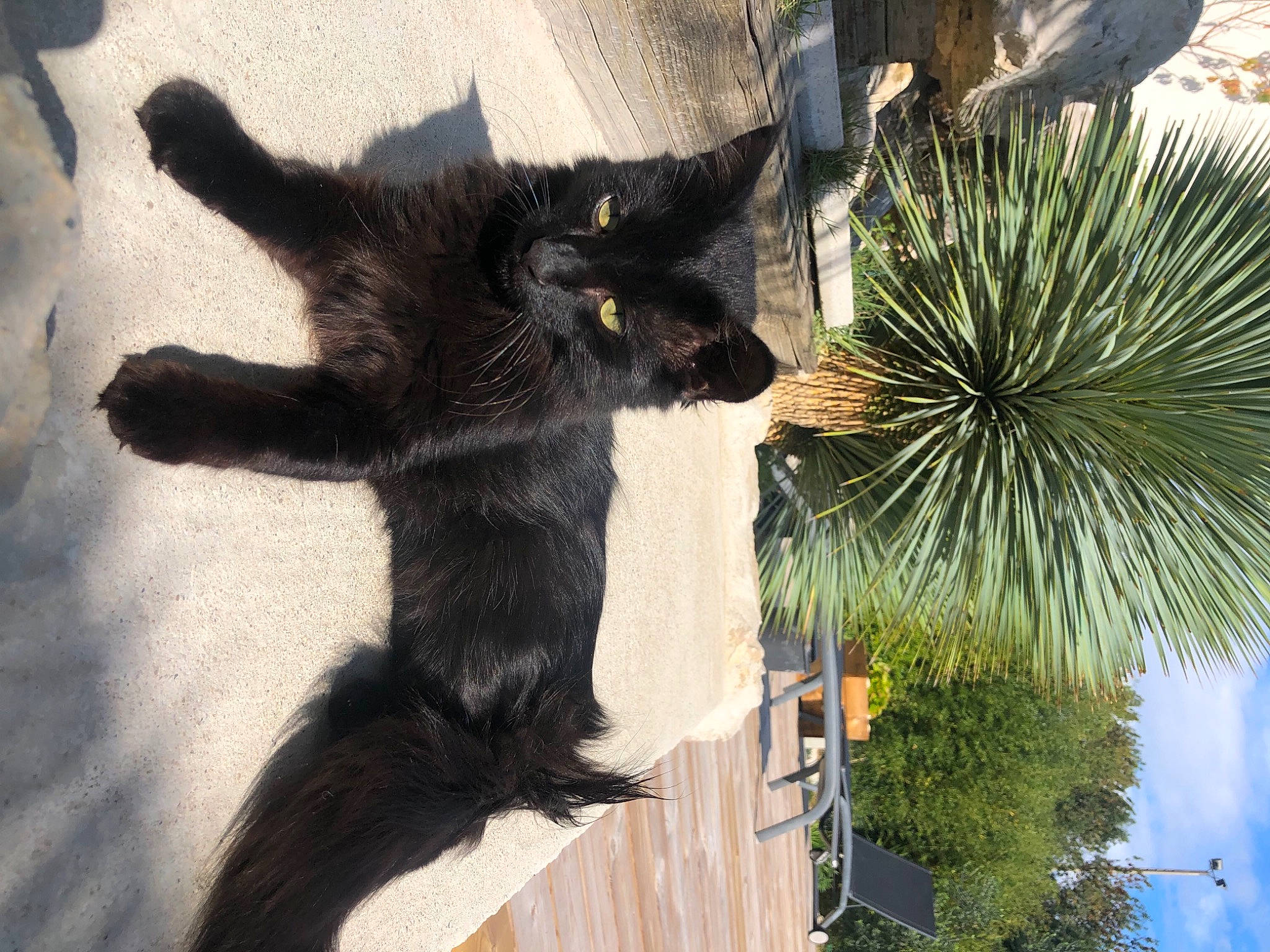 Nayou participe au concours pour gagner de l'argent avec cette photo : arecales, black_cat, carnivore, cat, claw, domestic_short_haired_cat, felidae, flowerpot, fur, palm_tree, paw, plant, small_to_medium_sized_cats, snout, tail, terrestrial_animal, terrestrial_plant, tree, whiskers, window