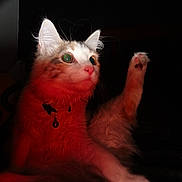 Miso joined the competition — help win amazing prizes! cat, fluffy, pet, animal, indoor, raised_leg, green_eyes, collar, bell, curious, feline, whiskers, closeup, dark_background, red_light, pose, fur, cute, playful, stretching