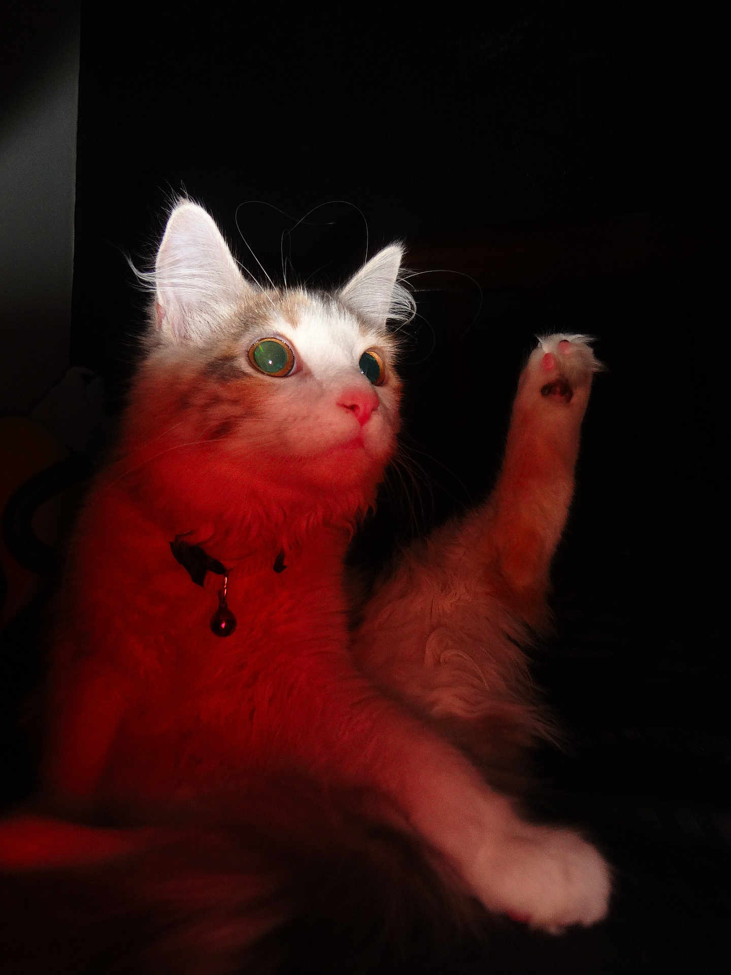 Miso