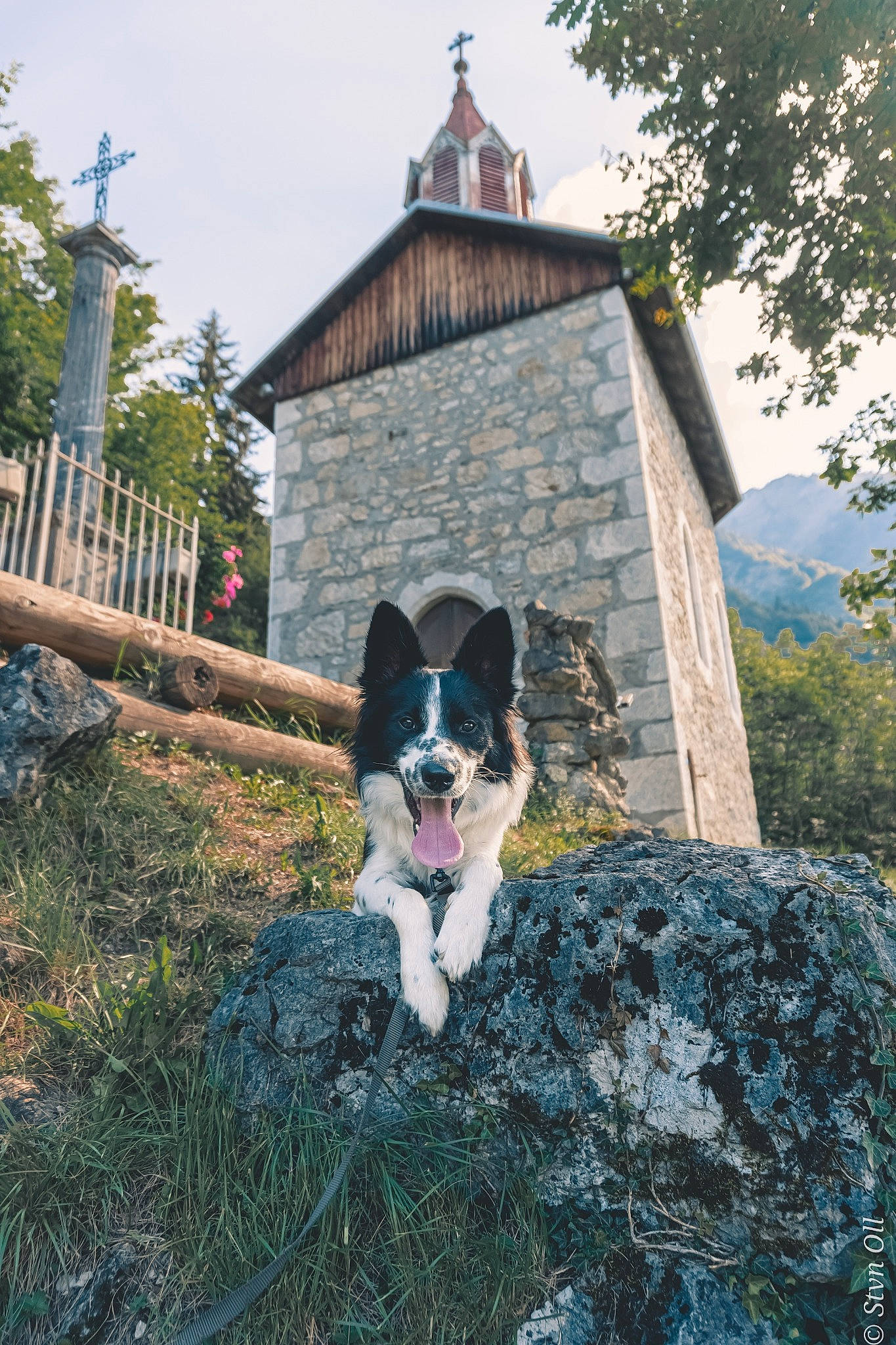Buddy participe au concours pour gagner de l'argent avec cette photo : border_collie, canidae, carnivore, dog, dog_breed, grass, herding_dog, home, house, mammal, plant, sporting_group, tree