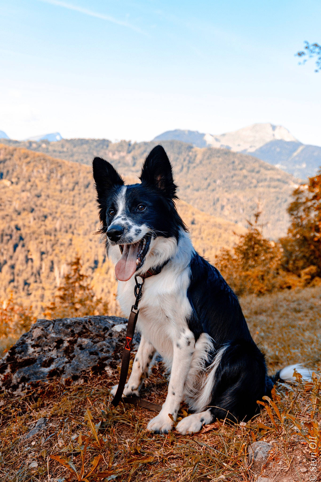 Buddy participe au concours pour gagner de l'argent avec cette photo : adventure, autumn, border_collie, canidae, carnivore, dog, dog_breed, dog_hiking, hiking, hill, leaf, mammal, mountain, rock, sky, sporting_group, tree, vertebrate, walking, working_dog