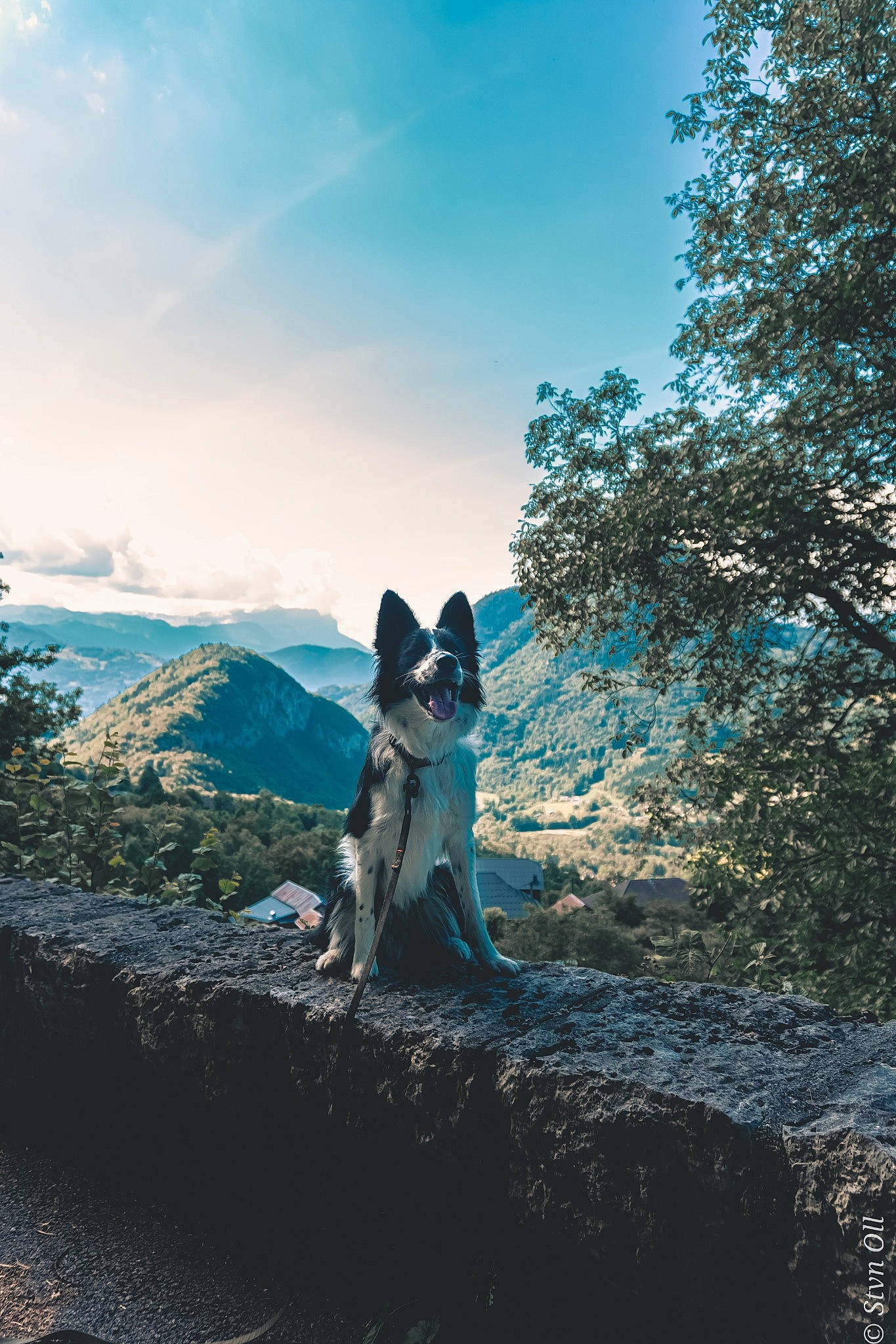 Buddy participe au concours pour gagner de l'argent avec cette photo : adventure, canidae, canis, carnivore, dog, dog_breed, dog_hiking, east_european_shepherd, forest, german_shepherd_dog, herding_dog, hill, mountain, siberian_husky, sky, tree, walking, wilderness, wolfdog, working_dog