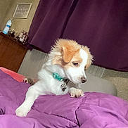 Bella Rose joined the competition — help win amazing prizes! puppy, dog, pet, indoor, bedroom, blanket, purple, curtains, furniture, collar, cute, young, fur, white, tan, resting, curious, cozy, wooden_dresser, comfort
