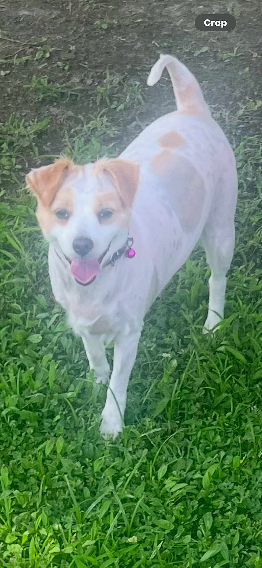 Bella Rose is registered to the contest to win money with this photo: dog, grass, outdoor, pet, animal, happy, nature, playful, canine, collar, tongue, greenery, mammal, summer, daylight, cute, friendly, fur, walking, joyful
