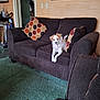 Bella Rose is registered to the contest to win money with this photo: dog, couch, living_room, cushion, carpet, wall_art, indoor, furniture, pet, small_dog, relaxing, home, decor, painting, doorway, door, floor, texture, seat, canine