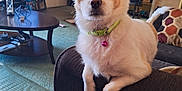Bella Rose is registered to the contest to win money with this photo: dog, living_room, sofa, collar, bell, furniture, carpet, table, television, curtains, decor, pet, indoor, cozy, brown, white, orange, seat, looking, home