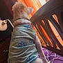 Bella Rose joined the competition — help win amazing prizes! dog, pet, shirt, paw_print, bed, purple_bedspread, window, curtains, orange_light, indoor, side_view, thoughtful, collar, furniture, lamp, wooden_headboard, cozy, relaxed, sunlight, looking_out