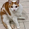 animal, cat, closeup, curious, cute, domestic_cat, ears, eyes, feline, floor, four_legs, fur, indoor, looking, orange_and_white, pet, sitting, tail, tile_floor, whiskers