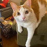 Prince joined the competition — help win amazing prizes! armrest, background, cat, couch, cozy, curious, domestic, floor, fur, furniture, household, indoor, living_room, orange_and_white, paw, pet, relaxed, stretching, whiskers, wide_eyes