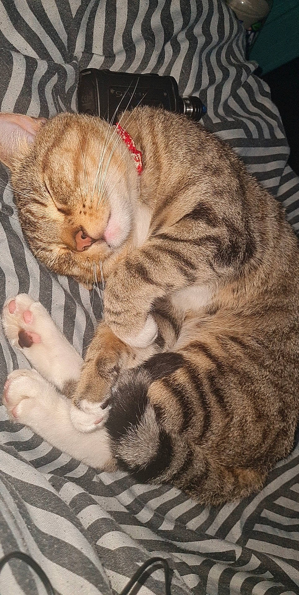 Ozzy is registered to the contest to win money with this photo: art, carnivore, cat, cat_bed, claw, comfort, domestic_short_haired_cat, fawn, felidae, fur, hat, nap, paw, sleep, small_to_medium_sized_cats, snout, tail, terrestrial_animal, whiskers, wildlife