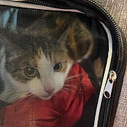 Princesse a rejoint le concours — aidez-le/la à gagner de superbes lots ! animal, captive, cat, close_up, cozy, curious, domestic_animal, eyes, face, fur, indoor, looking_out, mesh_screen, pet_carrier, red_fabric, small_space, soft_texture, tabby, whiskers, zipper