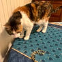 Princesse a rejoint le concours — aidez-le/la à gagner de superbes lots ! animal, calico_cat, cat, chain, closeup, curious, domestic, fur, furniture, home, indoor, mammal, pattern, pet, shadow, side_view, table, tablecloth, walking, whiskers