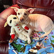 Fancy is registered to the contest to win money with this photo: dog, stuffed_toy, blanket, red_leather_chair, indoor, pet, toy, small_dog, white_dog, plush, cuddling, festive_blanket, comfort, cute, relaxed, animal, cozy, home, furniture, holiday_theme