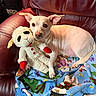 dog, stuffed_toy, blanket, red_leather_chair, indoor, pet, toy, small_dog, white_dog, plush, cuddling, festive_blanket, comfort, cute, relaxed, animal, cozy, home, furniture, holiday_theme