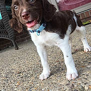 Raylan is registered to the contest to win money with this photo: puppy, dog, brown, white, collar, porch, pebble_floor, wicker_chair, door, glass, reflection, happy, tongue_out, ears, young, pet, animal, standing, outdoor, closeup