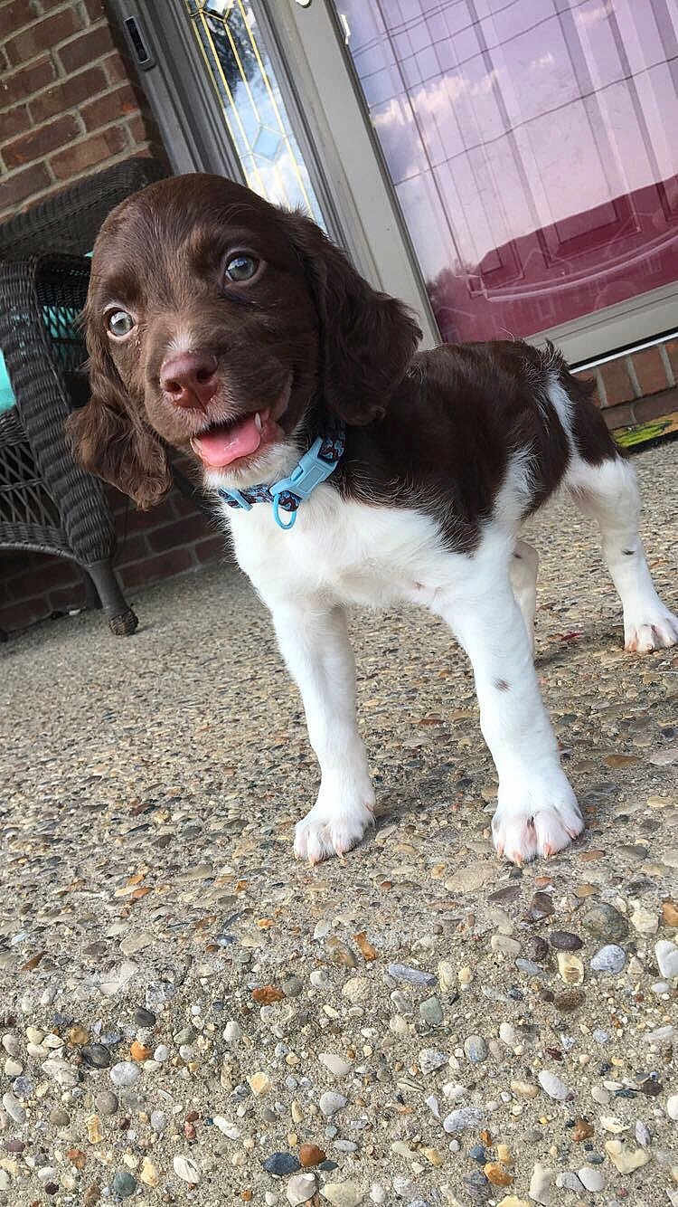 Raylan