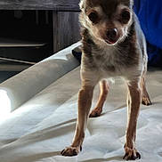 Snickers is registered to the contest to win money with this photo: animal, bottle, brown_dog, canine, chihuahua, close_up, clutter, curious, dog, drink, floor, indoor, light_shadow, pet, plastic_bottle, small_dog, standing, surface, table, tongue_out