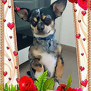 Cooki participe au concours pour gagner de l'argent avec cette photo : bouquet, collar, cute, decoration, dog, ears, face, floor, flower, frame, green_leaf, heart, indoor, pet, portrait, puppy, romantic, rose, small_dog, tile_floor
